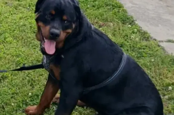 Lost Собака, Old Peace Valley Road, 989, Ash Flat - Black long haired German Rottweiler - photo