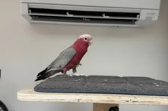 Perdu oiseau mâle, Avenue de la Gare, 2, Bouchemaine - gris et rose, répond à coucou coco - photo