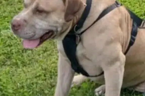 Lost Собака, Old Peace Valley Road, 1039, Ash Flat - red nose pit - photo