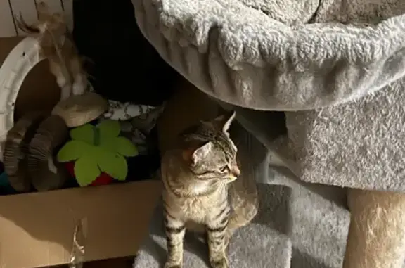 Perdu chat mâle, Rue Winoc Chocqueel, 91, Tourcoing - petit et tigré - photo