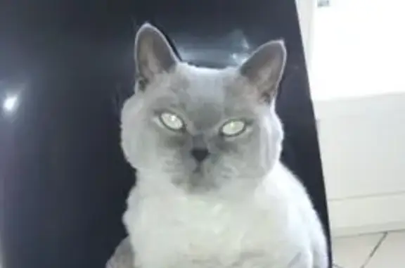 Perdu chat mâle, Rue de Bel-Air, 33, Givors - pelage gris clair/foncé, yeux bleus - photo