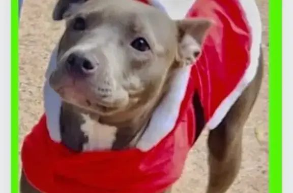 Lost and found pets Matthews, photo: Lost Собака, Female, East John Street, 625, Matthews - Gray with white in chest and toes