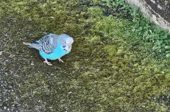 Animaux trouvés Saint-Malo, photo: Trouvé oiseau, Avenue Pasteur, 61, Saint-Malo
