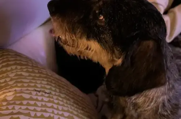 Animaux trouvés Le Plessis-Grammoire, photo: Trouvé chien mâle, Route de la Roche Tinard, 412, Loire-Authion, Le Plessis-Grammoire - Teckel à poil dure