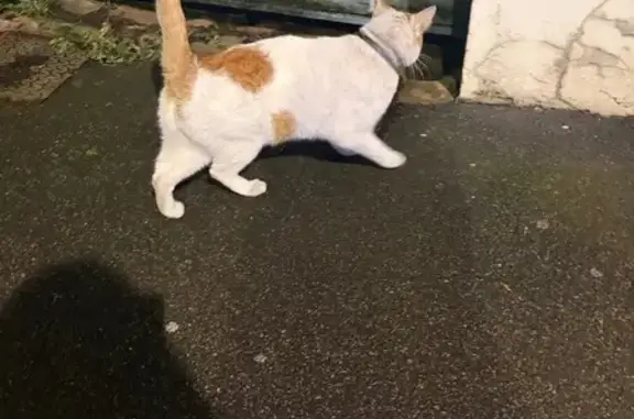 Chat trouvé Arras, photo: Trouvé chat, Avenue Fernand Lobbedez, 89, Arras - miaule beaucoup et en détresse