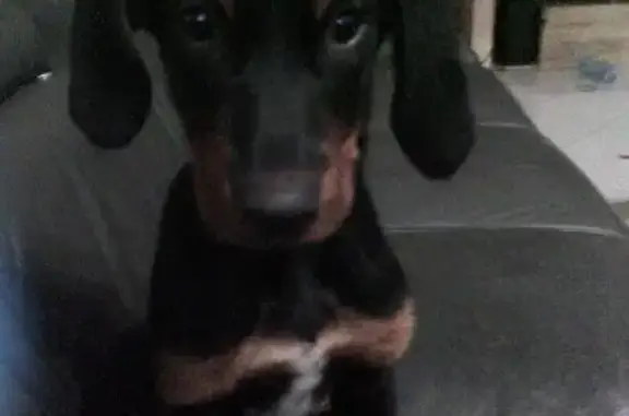 Animaux perdus Paris, photo: Perdu chien homme, Pons, Nouvelle-Aquitaine - beauceron noir avec trait blanc