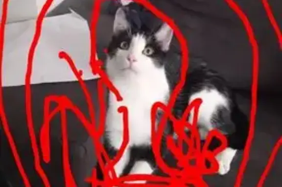 Perdu chat homme, Mail du Clos Saint-Vincent, 2, Noisy-le-Grand - noir et blanc très sociable - photo