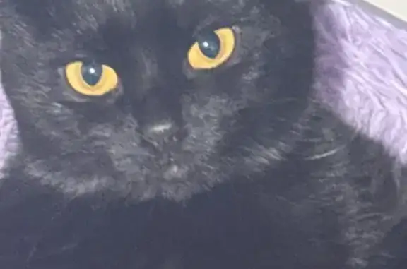 Lost Кошка, Female, Scottsburg, Indiana - fully black with orange eyes - photo