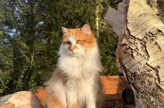 Chat perdu, Louvigné-du-Désert, photo: Perdu chat homme, Louvigné-du-Désert, Bretagne - poils longs, très câlin