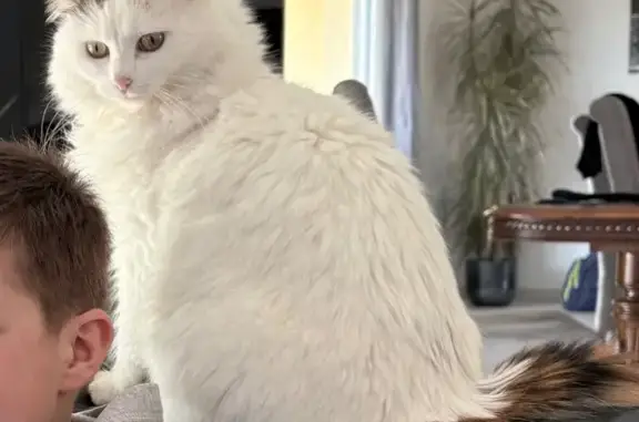 Chat perdu, Paris, photo: Perdu Chat Femme, Route de l'Aiguille, Burgnac, Paris - Blanche avec taches marron
