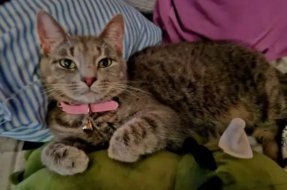 Lost and found pets Lynn Haven, photo: Lost Кошка, Kingswood Road, 8822, Lynn Haven - Grey tabby with pink collar
