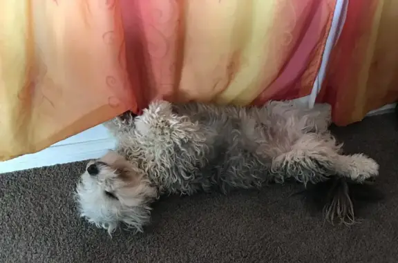 Unfortunately a visitor left gate open. Zim prefers women. Hes black and white. 10 years old. Gentle - a bit afraid of other dogs. Went missing 10am Tuesday 10th March. Pls find him. Much loved. 0427182950