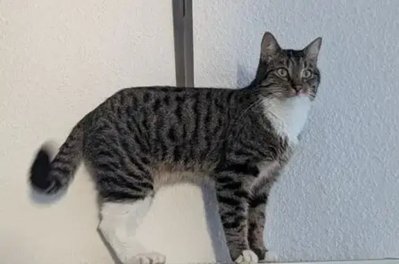 Chat perdu, Le Havre, photo: Perdu chat mâle, Guéret, Nouvelle-Aquitaine - tigré, castré
