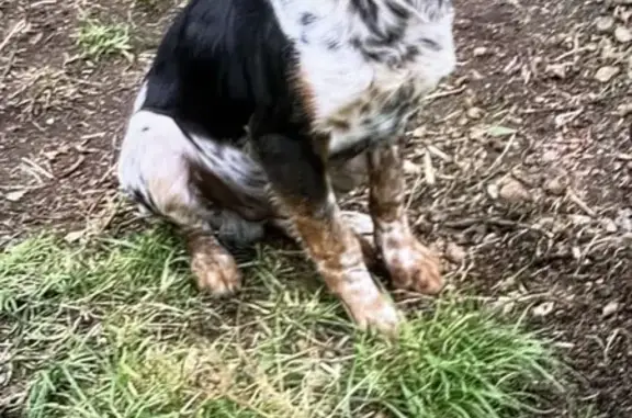 Animaux perdus Villemeux-sur-Eure, photo: Perdu chien homme, Avenue Charles de Gaulle, 6, Villemeux-sur-Eure - il s'appelle Rox