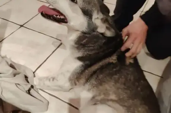 Chien trouvé Achenheim, photo: Trouvé Chienne, Rue Bourgend, 2, Achenheim - grise et blanche sans collier