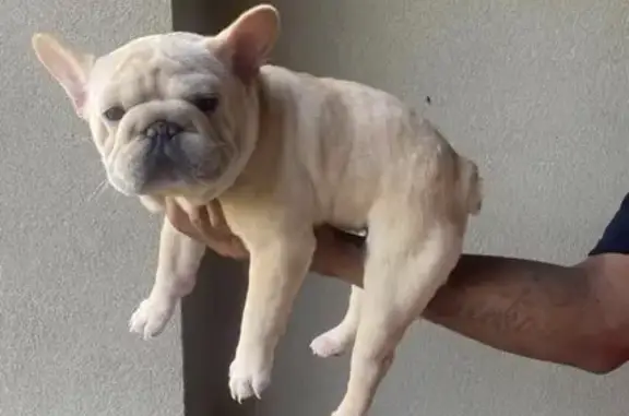 Missing dog Lafayette, photo: Lost Собака Female, Summerfest Drive, 503, Lafayette - off white pet