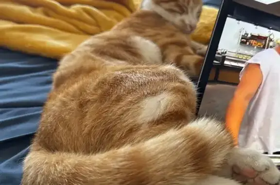 Lost Ginger Cat: Cheesecurl in Cape Town