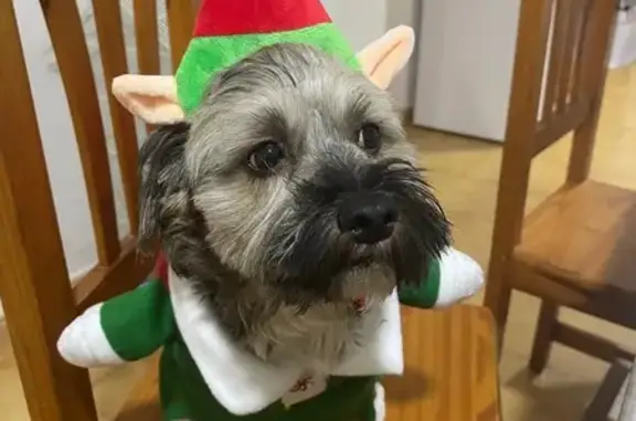 Tiene chip, es como se ve en las fotos, le gustan las personas pero no se acerca si no se le llama para tocarlo o acariciarlo, hace caso con el nombre de Jack o Buchon, es la segunda vez que se escapa siempre suele volver y pero han pasado 2 dias y no a regresado y con la lluvia no sabemos si le ha pasado algo o se a refugiado en algún lugar y no sabe como volver. Nosotros vivimos en Cazalla en el campo y nuestro Jack se sabe el camino a Lorca y ahora que se nos volvio a escapar y no a regresado en estos dias nos preocupa mucho.