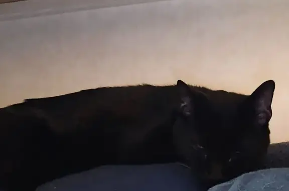 Lost Cat, Female, Karen Place, 26, Dover - Black with White Chest - photo