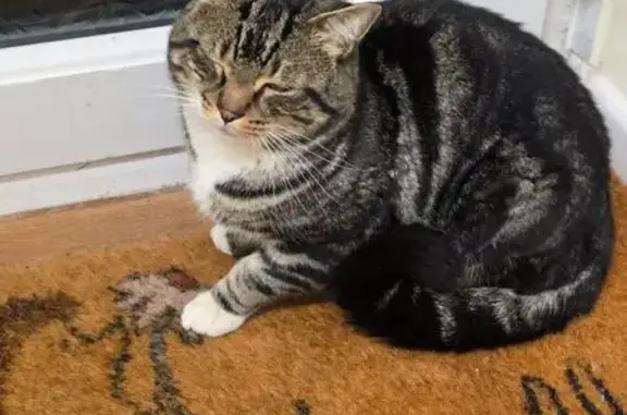 Young Cat Found in Turves Gree...