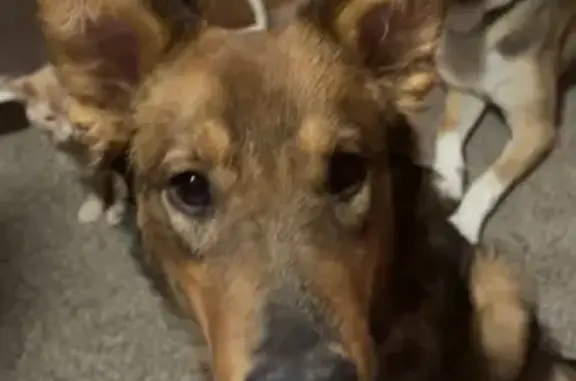 Lost and found pets Wichita, photo: Lost Собака Female, East MacArthur Road, 1398, Wichita - super friendly