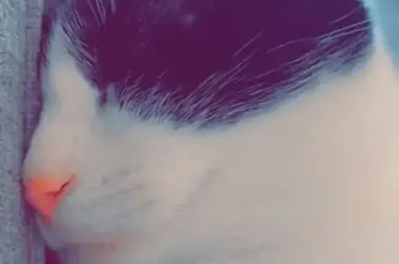 Lost Кошка, East 41st Street, 103, Covington - black and white with a black dot on chin - photo