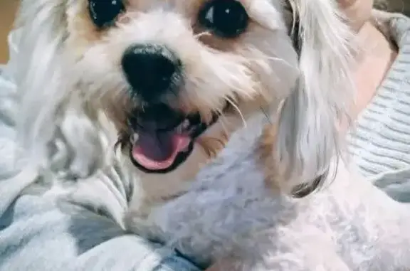 Lost Dog, Lauren Drive, 100, Booneville - Female with white poodle type coat - photo