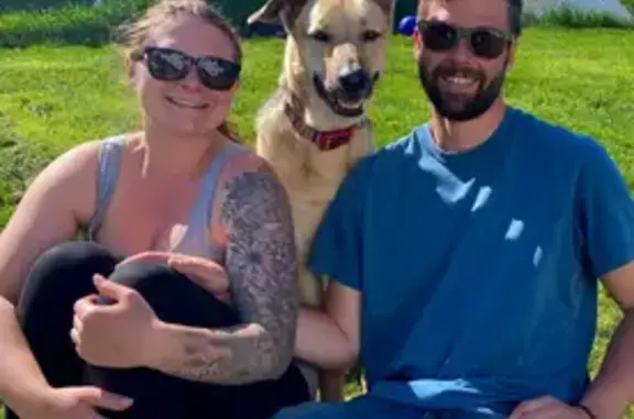 Missing dog Twin Lake, photo: Lost Собака, East White Lake Drive, 2735, Twin Lake - one floppy ear, one pointy ear