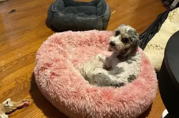 Lost and found pets Detroit, photo: Lost Собака, Female, Glenwood Street, Detroit - white and gray, very friendly