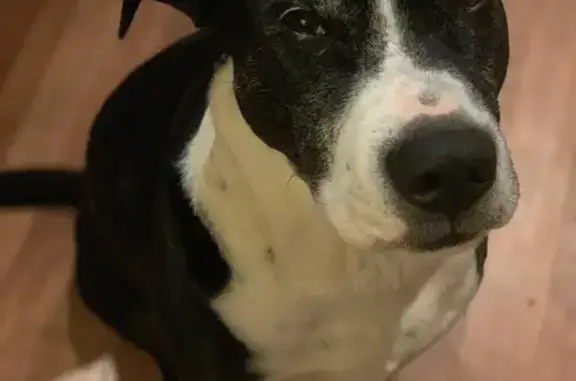 Missing dog , photo: Lost Dog in Prospect: White Paws, No Collar