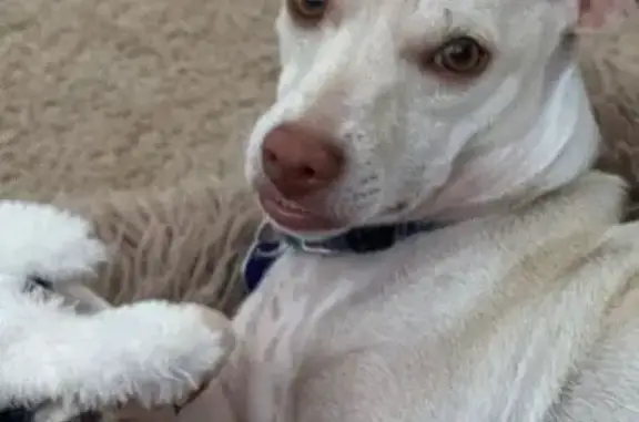 Missing dog Glendale, photo: Lost Собака, Female, West Kimberly Way, 4614, Glendale - buff color Chihuahua/Italian Greyhound mix