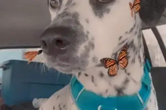 Lost and found pets Omaha, photo: Lost Собака, Male, Washington Street, 1408, Waterloo, Omaha - skittish and wearing a green collar