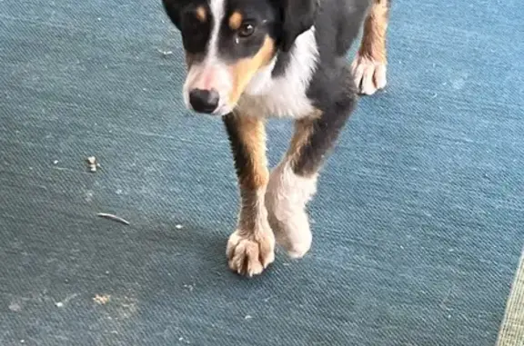 Found dog Chataignier, photo: Found Собака, Chataignier, Louisiana - young pup