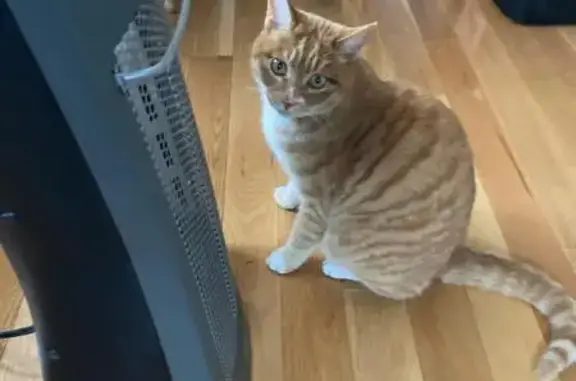 Lost Кошка, Hilliard Road, 2802, Henrico, Lakeside - small orange tabby with white chest - photo