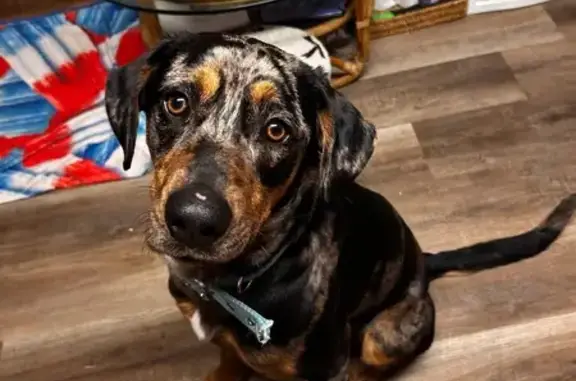 Lost Собака, Walnut Ridge, Arkansas - blue healer mix - photo