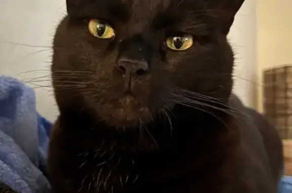 Lost and found pets Phoenix, photo: Lost Кошка, Male, East Bobwhite Court, 7109, San Tan Valley, Phoenix - extremely friendly and vocal