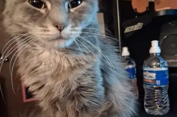 Lost кошка, Lowell Street Northwest, Elk River - grey with grey streaks, long hair - photo