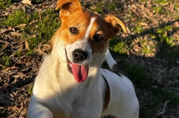 Lost Собака, Walnut Ridge, Arkansas - looks like a terrier, full of energy - photo