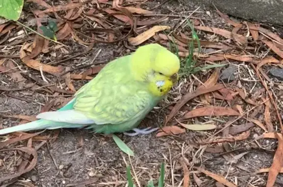 Yellow Bird Found on Ford Stre...