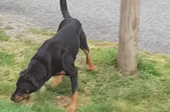 Animaux perdus Paris, photo: Perdu chien homme, Sainte-Feyre, Nouvelle-Aquitaine - beauceron nommé Rio