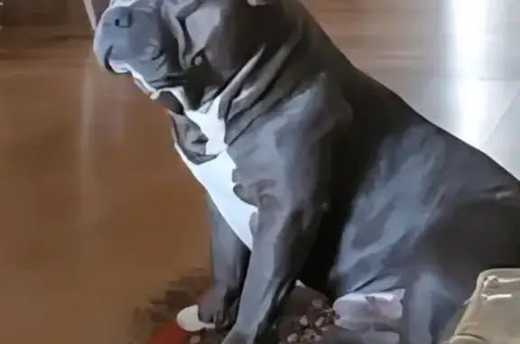 Missing dog Lodi, photo: Lost Собака, Stewart Street, 2439, Stockton, Lodi - American bully, pitbull