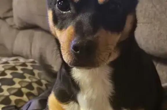 Lost Собака, State Route 49, 3370, Town of Hastings, Central Square - mostly black with tan and brown - photo