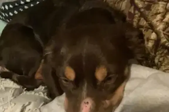 Lost and found pets Wichita, photo: Lost Собака, South Market Street, Wichita - brown fur, white stomach