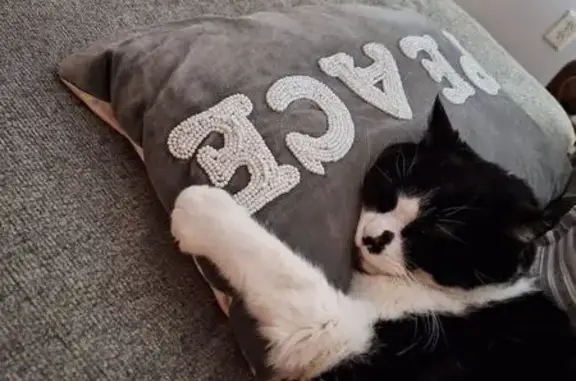 Lost Кошка, Male, Century Road, Farmington - older, black with white - photo