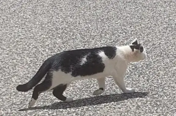 Friendly Black & White Cat Fou...