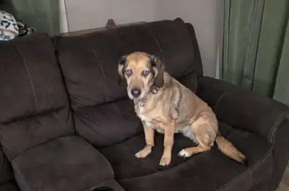 Lost Собака Female, Markham Drive, 10644, Gowanda - Beautiful blue eyes - photo