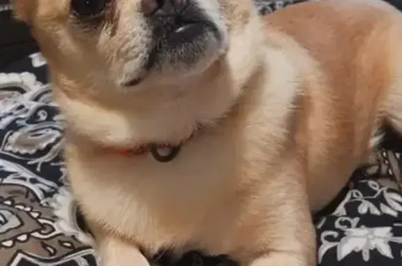 Lost Собака, Myrtle Street, 765, New Britain - small, yellow, responds to Thor - photo