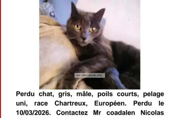 Animaux perdus Meung-sur-Loire, photo: Perdu Chat mâle, Chemin Philippe Belleteste, 8, Meung-sur-Loire