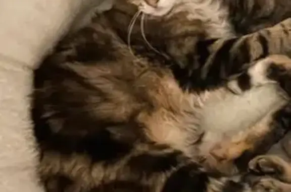 Perdu chat mâle, Grésy-sur-Aix, Auvergne-Rhône-Alpes - européen tigré, poils longs - photo