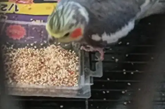Friendly Cockatiel Found Near...